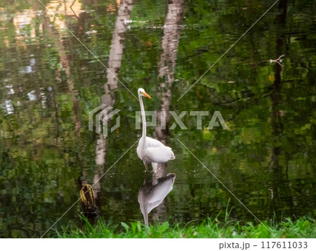 Beautiful elegant white heron poses on a pond. 117611033