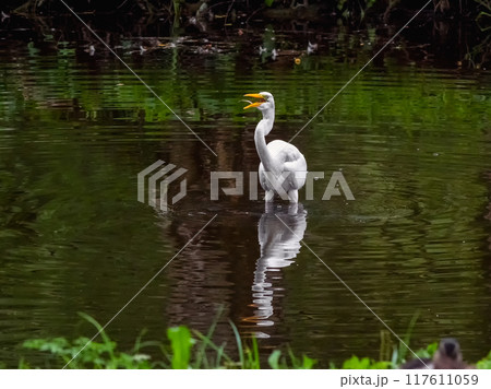 Flying fish at the beak of a heron. Herons in the wild. 117611059