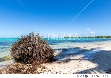 Coconut palm tree at sunny day with calm ocean and sandy beach 117611134