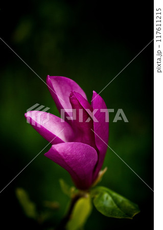 Beautiful magnolia flower blooming 117611215