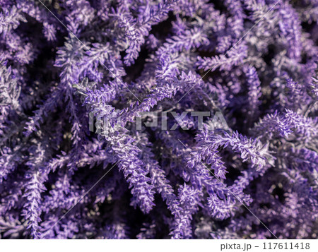 Lavender flowers. Selective focus on lilac blossom, natural aromatherapy concept 117611418