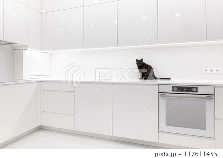 Black cat sitting on white worktop Black cat sitting on white worktop 117611455
