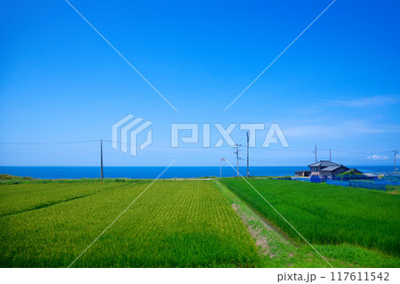 海里より村上市大月の田園と海辺の風景を望む　車窓　日本海　グルメ列車 117611542