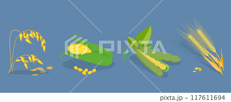 3D Isometric Flat Vector Set of Cereals , Grain Plants 3D Isometric Flat Vector Set of Cereals , Grain Plants 117611694