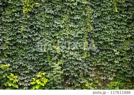 Green Foliage Covered Wall of Climbing Vines Green Foliage Covered Wall of Climbing Vines 117611986