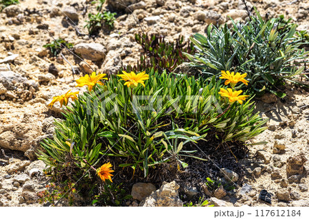 Pallenis maritima, Beach Daisy herbaceous perennial plant. Nature of Algarve, Portugal. 117612184