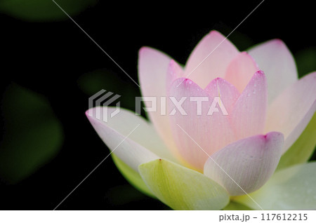 田園でみたハスの花 田園でみたハスの花 117612215