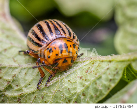 Colorado potato beetle on potato plant Colorado potato beetle on potato plant 117612484
