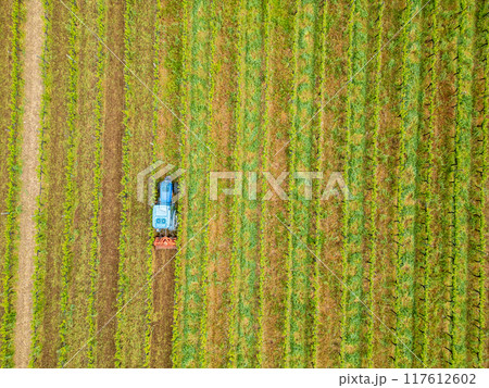 Beautiful vineyards at sunset in Urla, izmir. High quality photo Beautiful vineyards at sunset in Urla, izmir. High quality photo 117612602