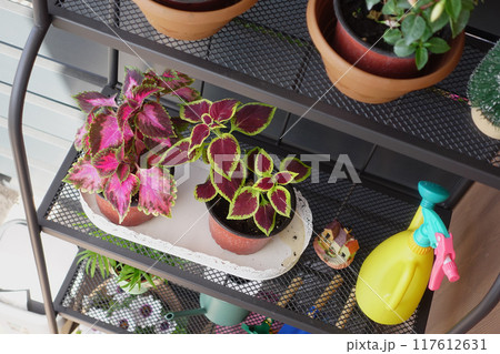 Colorful indoor plants in pots, watering can, and gardening tools create vibrant home decor 117612631