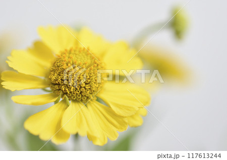 団子菊 団子菊 117613244