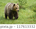 Brown bear walking on green grassland in summer nature 117613332