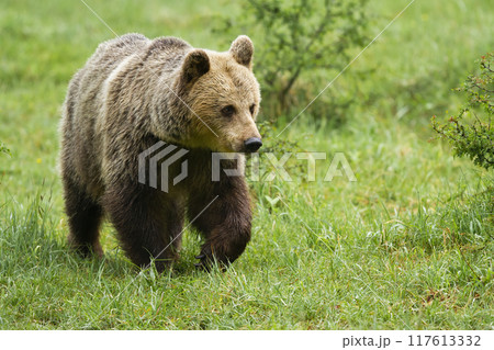 Brown bear walking on green grassland in summer nature Brown bear walking on green grassland in summer nature 117613332