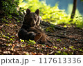 Brown Bear Relaxing on the Ground in Sunlit Forest 117613336