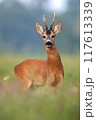 Alert Roe Deer Buck in Summer Meadow with Green Grass 117613339