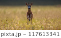 Roe Deer Buck Sprinting Towards Camera at Sunrise with Copy Space 117613341