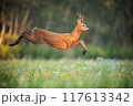 Roe Deer Buck Leaping Through Sunlit Meadow in Summer Nature 117613342