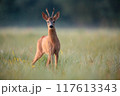 Roe Deer Buck Standing in Summer Meadow on Early Morning 117613343