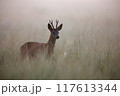 Roe Deer Buck Walking in Misty Morning Meadow in Summer 117613344