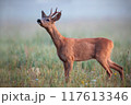 Roe Deer Buck Sniffing for Scents in Foggy Meadow at Sunrise 117613346