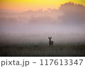 Roe Deer Buck in Misty Summer Meadow at Dawn with copy space 117613347