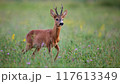 Roe Deer Buck Walking on Green Summer Meadow with Flowers 117613349