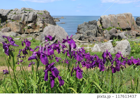 色とりどりの野草に彩られる夏の種差海岸 色とりどりの野草に彩られる夏の種差海岸 117613437