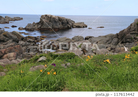 色とりどりの野草に彩られる夏の種差海岸 117613442