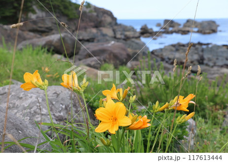 色とりどりの野草に彩られる夏の種差海岸 117613444