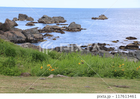 色とりどりの野草に彩られる夏の種差海岸 色とりどりの野草に彩られる夏の種差海岸 117613461
