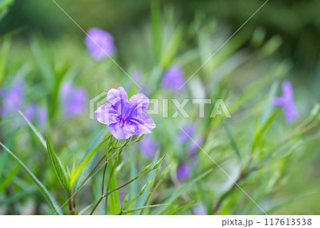 ムラサキルエリア 紫色の花 ムラサキルエリア 紫色の花 117613538