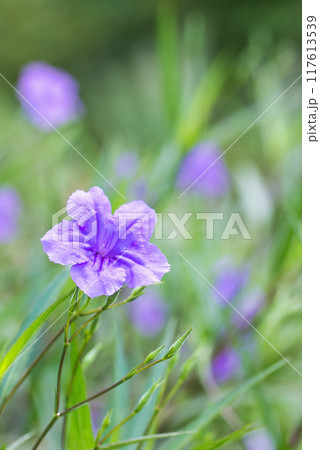 ムラサキルエリア 紫色の花 117613539