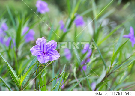 ムラサキルエリア 紫色の花 ムラサキルエリア 紫色の花 117613540