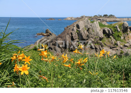 色とりどりの野草に彩られる夏の種差海岸 117613546