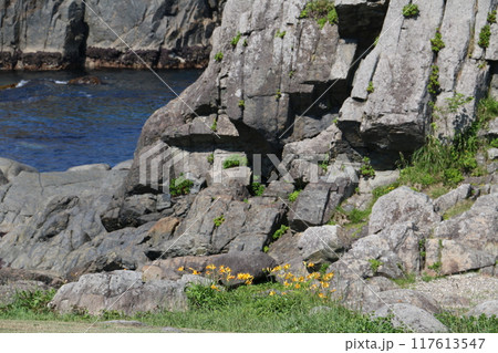 色とりどりの野草に彩られる夏の種差海岸 117613547