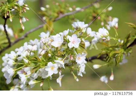 桜の花　満開 117613756