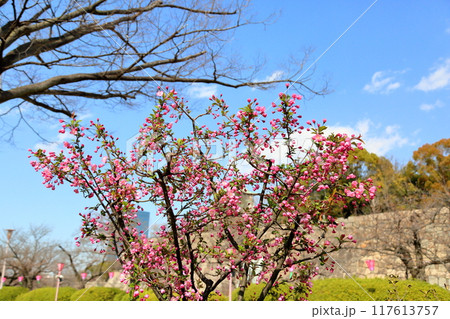 咲始め　ハナカイドウの花 117613757
