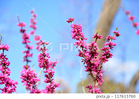 可愛い　ハナズオウの花 117613760