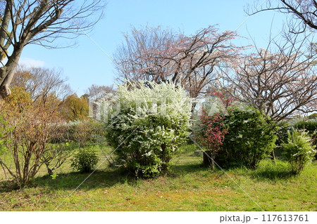 爽やか ユキヤナギの花 爽やか ユキヤナギの花 117613761