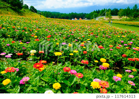 高原に咲く百日草の花畑 117614313
