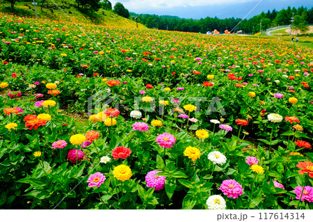 カラフルな花畑 カラフルな花畑 117614314
