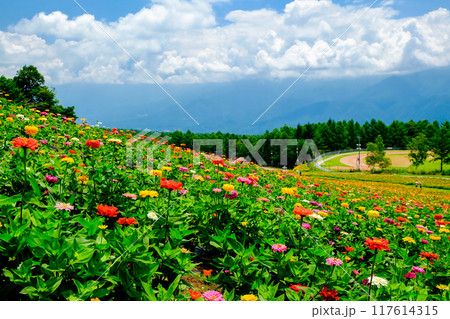 高原に広がる花畑2 117614315