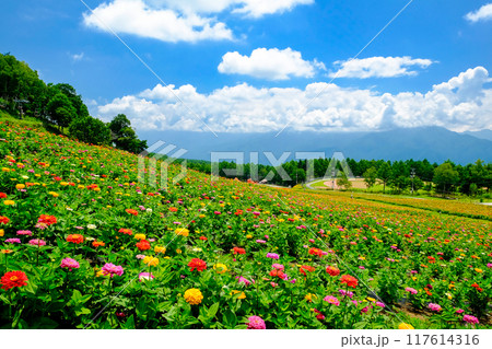 高原に広がる花畑1 117614316