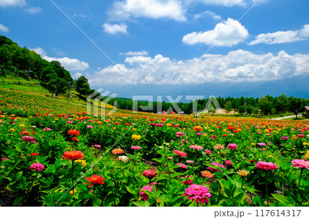 高原リゾートに咲く花畑 117614317