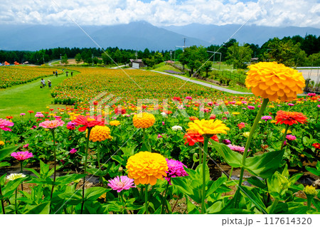 広大な花畑 117614320