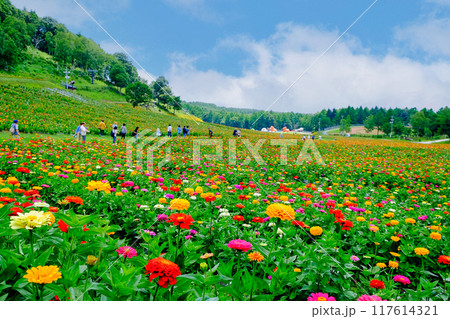 美しい花畑 美しい花畑 117614321