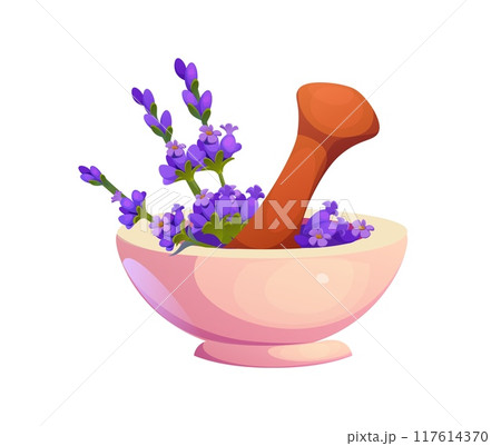 Mortar and pestle grinding fresh lavender flowers, preparing herbal cosmetics, oil, medicine extract and natural organic remedies preparation. Isolated vector concept of Provence, alternative healing Mortar and pestle grinding fresh lavender flowers, preparing herbal cosmetics, oil, medicine extract and natural organic remedies preparation. Isolated vector concept of Provence, alternative healing 117614370