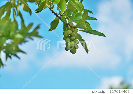 緑色のオガタマノキの実（夏、八月） 117614402