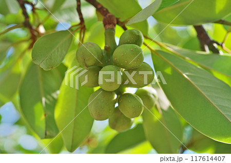 緑色のオガタマノキの実（夏、八月） 117614407