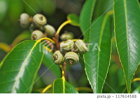 まだ幼いシラカシの実（夏、八月） 117614588